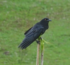 Corvus leucognaphalus