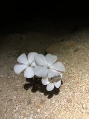 Linanthus dichotomus