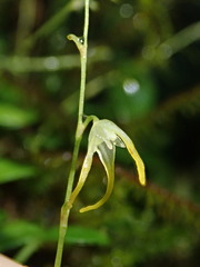 Specklinia morganii