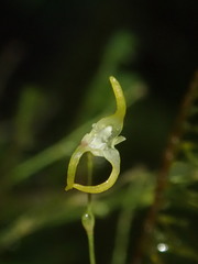 Specklinia morganii