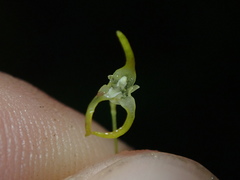 Specklinia morganii