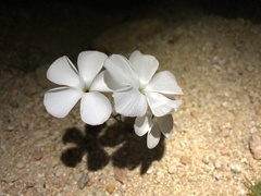 Linanthus dichotomus