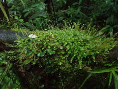 Specklinia morganii