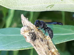Allorhynchium argentatum
