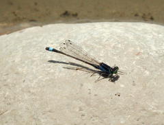Ischnura fountaineae