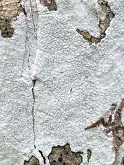 Phlyctis boliviensis