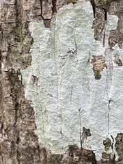 Phlyctis boliviensis