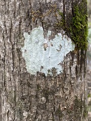 Phlyctis boliviensis