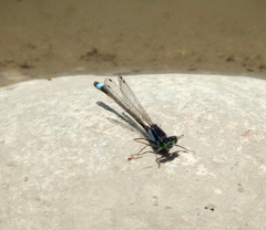 Ischnura fountaineae