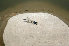 Ischnura fountaineae