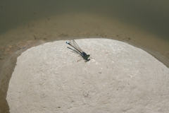 Ischnura fountaineae