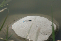 Ischnura fountaineae