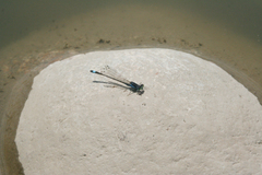 Ischnura fountaineae