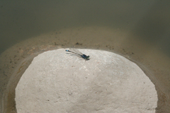 Ischnura fountaineae