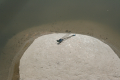 Ischnura fountaineae