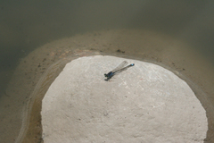 Ischnura fountaineae
