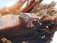 Stephanorhynchus crassus