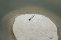 Ischnura fountaineae