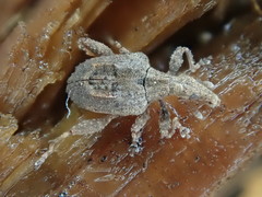 Stephanorhynchus crassus