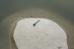 Ischnura fountaineae