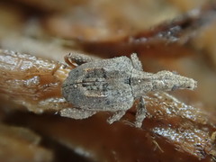 Stephanorhynchus crassus