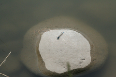 Ischnura fountaineae