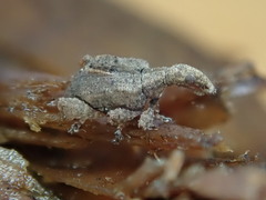 Stephanorhynchus crassus