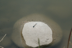 Ischnura fountaineae