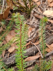 Persoonia chamaepeuce