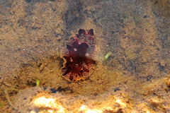 Platydoris dierythros