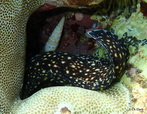 Hastula strigilata observed 2018-05-23