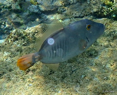 Cantherhines dumerilii