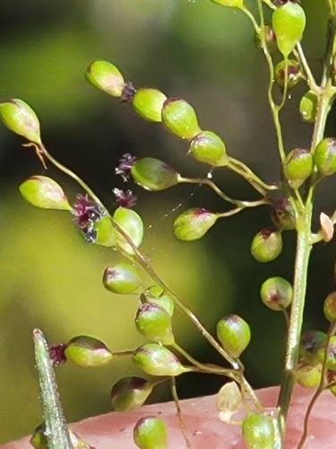 Image of Dichanthelium caerulescens by (c) Jay Horn, some rights reserved (CC BY)