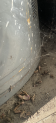Pholcidae
