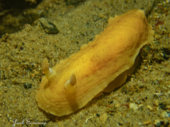 Aphelodoris