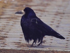 Corvus frugilegus