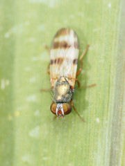 Chaetopsis fulvifrons