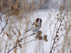 Carduelis carduelis