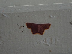 Chrysocraspeda aurimargo