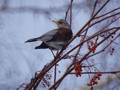 Turdus pilaris