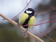 Parus major