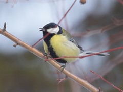 Parus major
