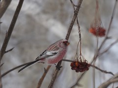 Carpodacus sibiricus
