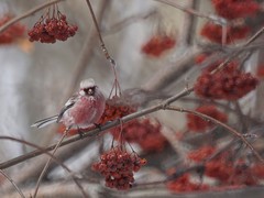 Carpodacus sibiricus