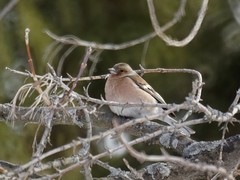 Fringilla coelebs