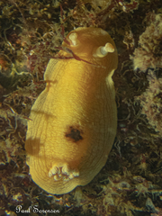 Aphelodoris