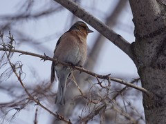 Fringilla coelebs