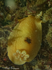 Aphelodoris
