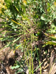 Dichanthelium glabrifolium