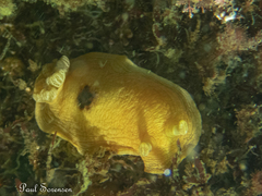 Aphelodoris